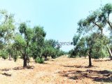 For sale beautiful land with sea view in the countryside of Carovigno