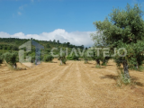 Rustic land with 19.360m2, near Tomar