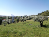 Land viable for construction with 1.890 sqm, less than a 1km from Tomar, Central Portugal