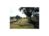 Rustic land with fruit trees for sale