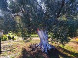 Ref 122646 Renovated trullo