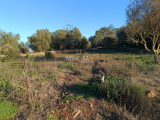 land For Sale in Silves Faro Portugal