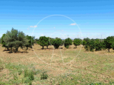 Rustic lands 15km from Évora