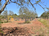 Rustic land for agricultural purposes, close to the village of Paderne
