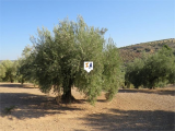 Plot For Sale in Alcaudete, Jaen, Spain