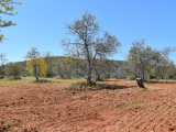 Rustic land intended for agricultural purposes, Paderne area