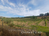 Investment! Farm with fruit tree exploration near the Serra de Tomar.